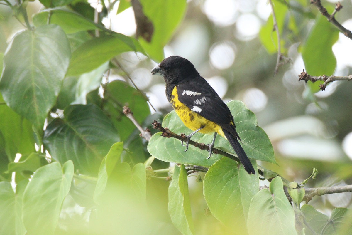 Black-backed Grosbeak - ML638640378