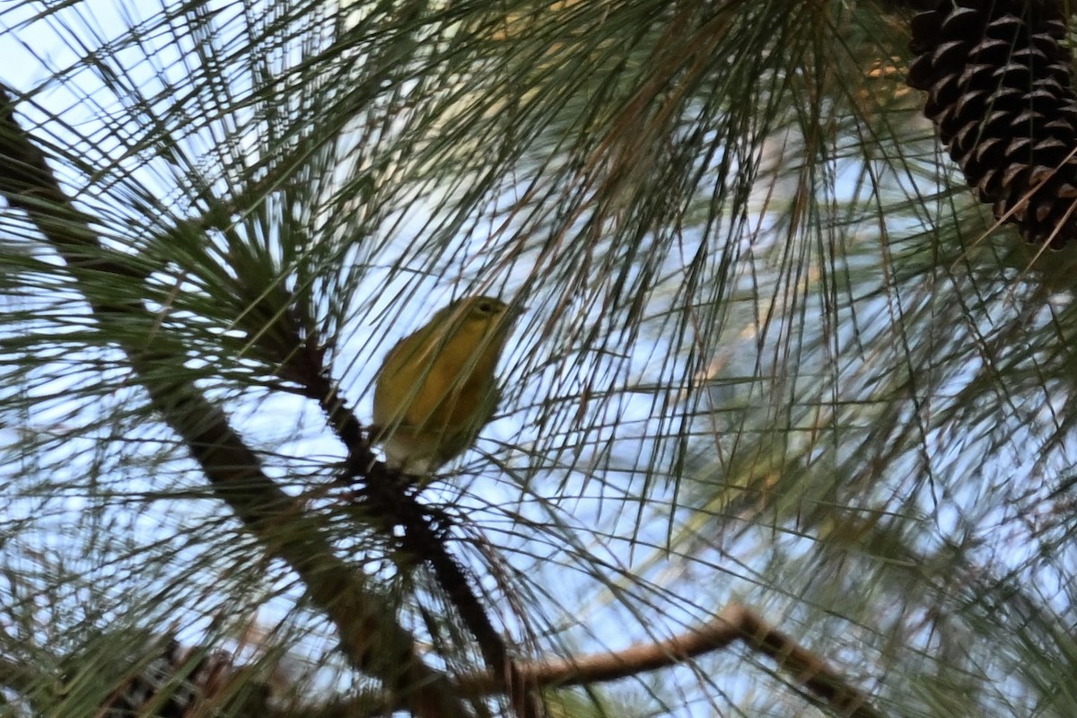 Paruline des pins - ML638640388