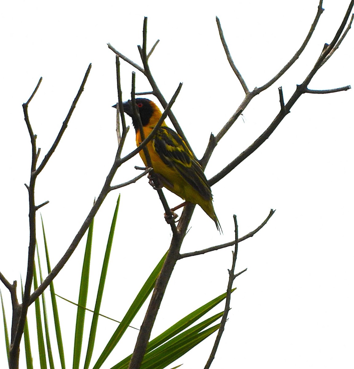 Village Weaver (Black-headed) - ML638640396
