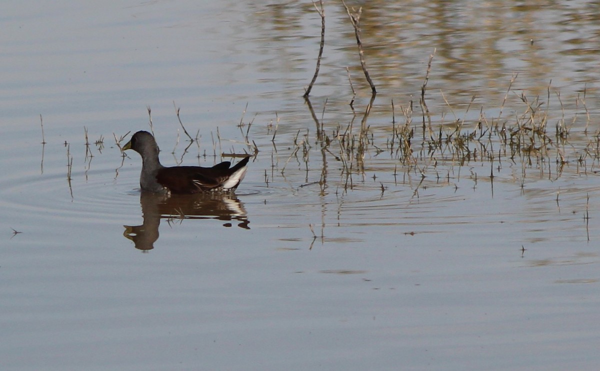 Spot-flanked Gallinule - ML638640410