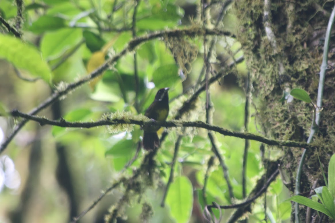 Sooty-faced Finch - ML638640554