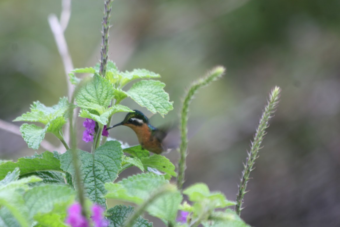 Purple-throated Mountain-gem - ML638640560
