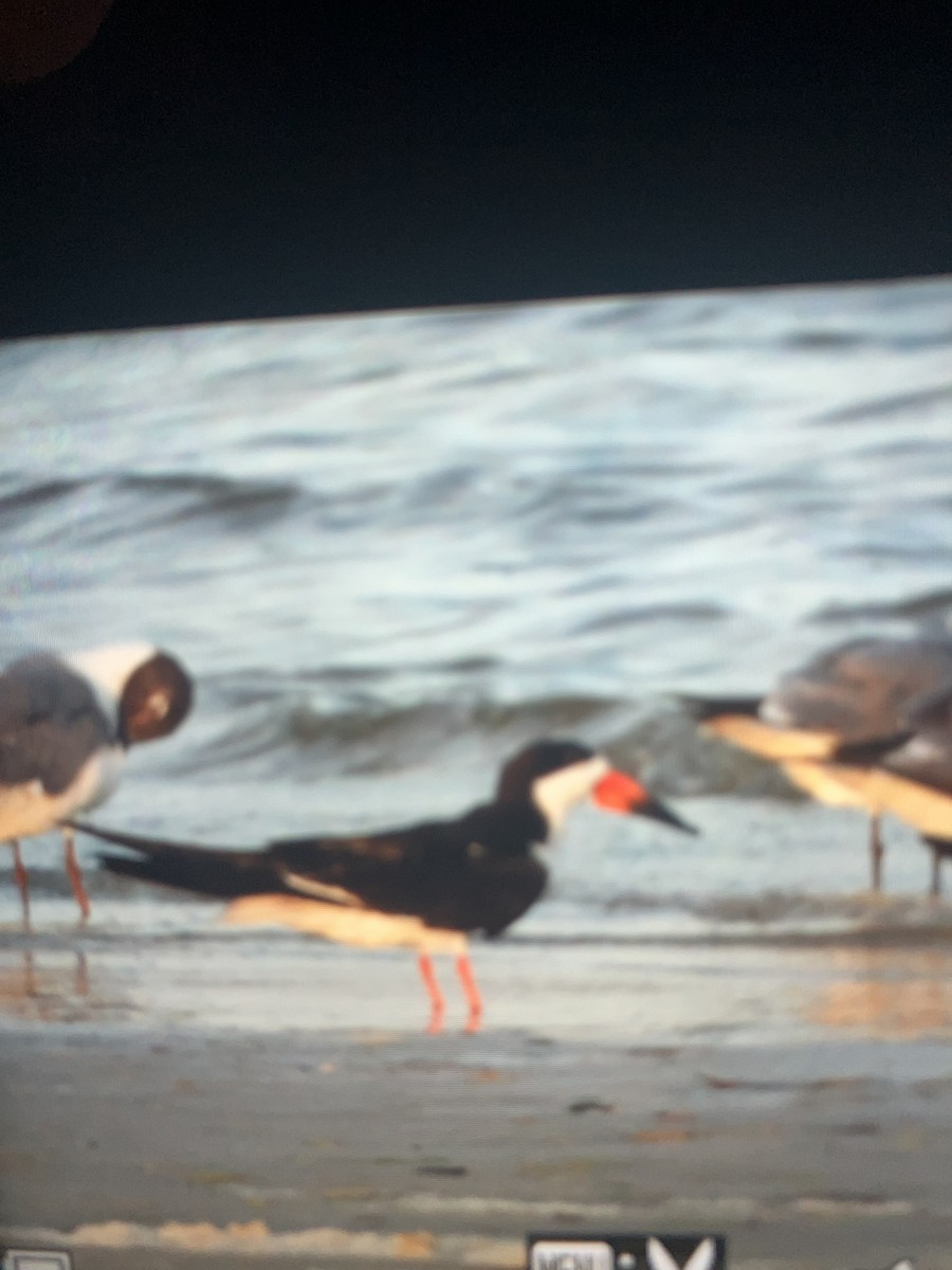 Black Skimmer - ML638640573