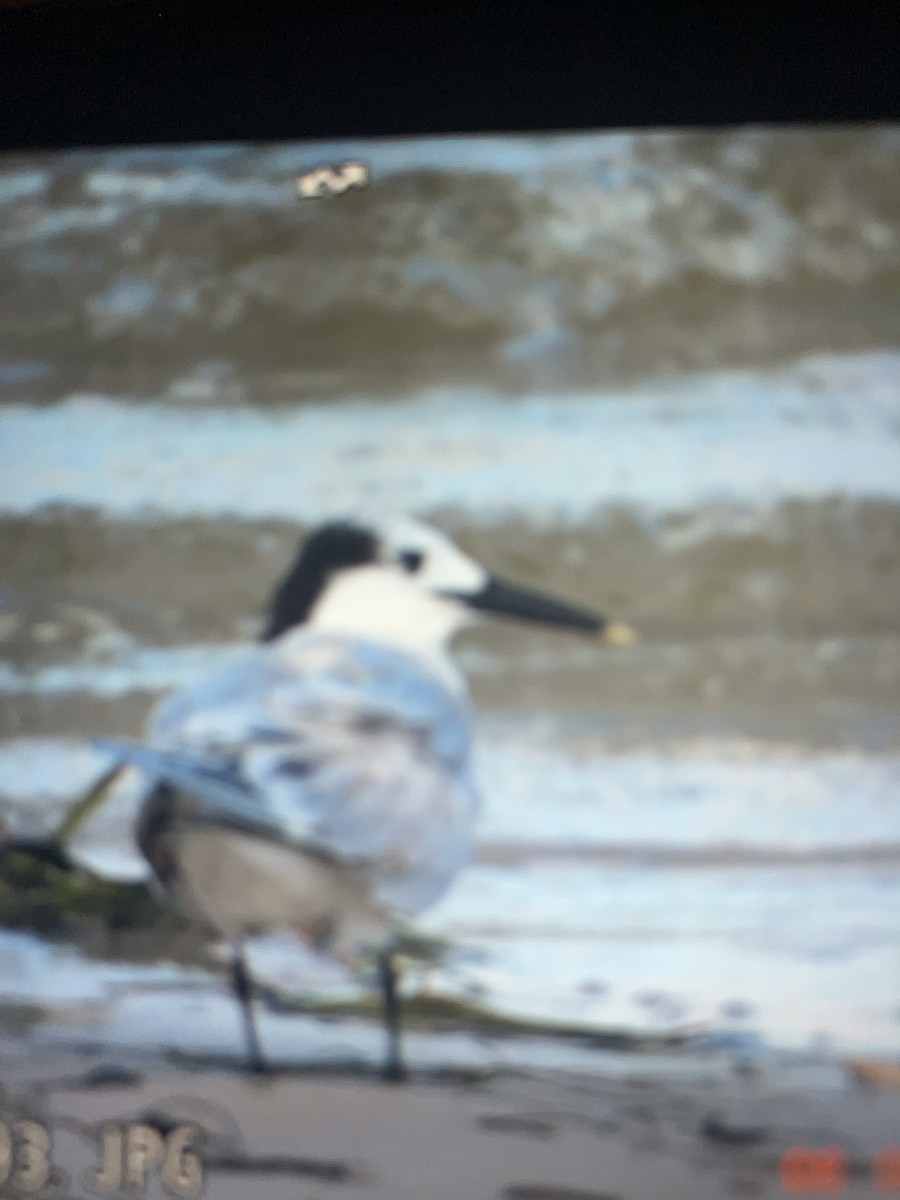 Sandwich Tern - ML638640584