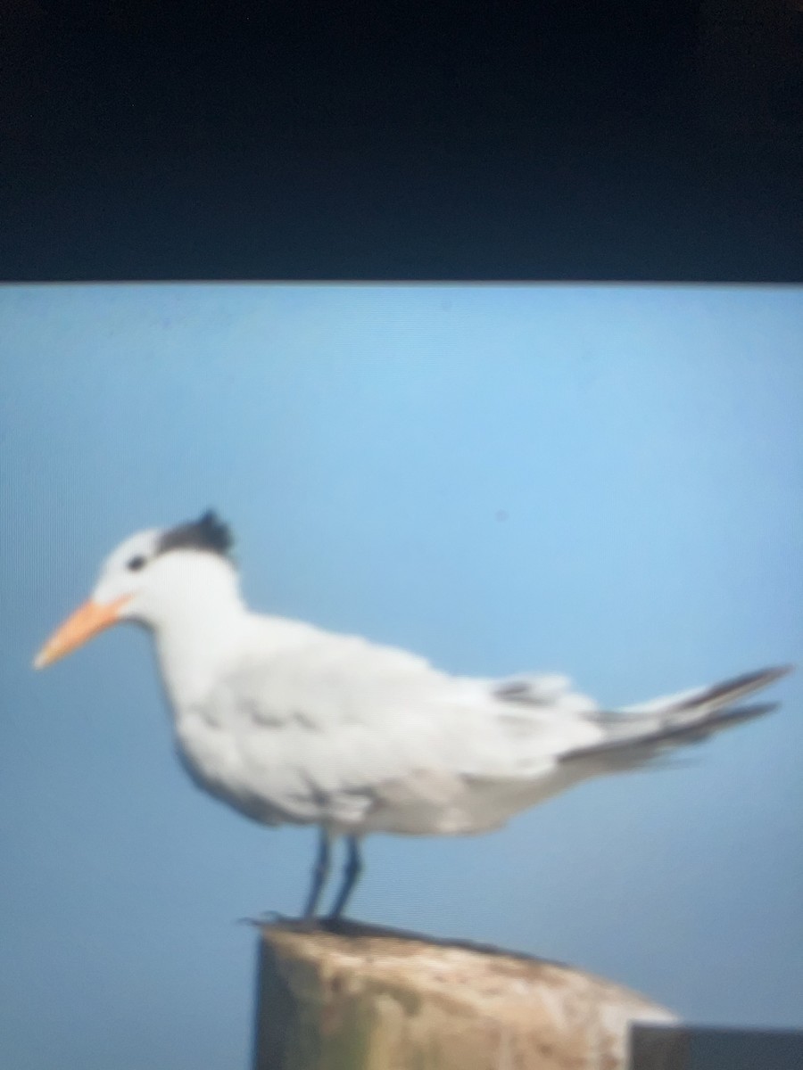 Royal Tern - ML638640598