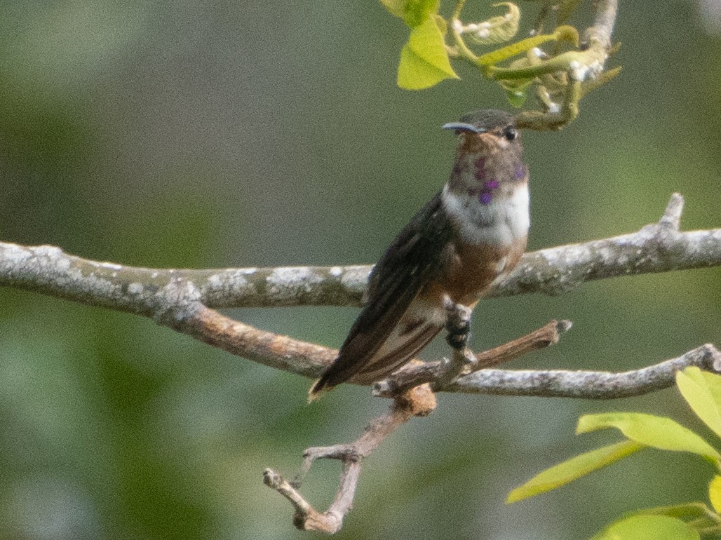 Bahama Woodstar - ML638640601