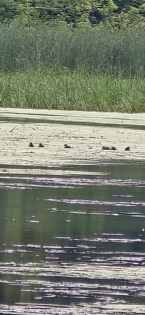 Wood Duck - ML638640643