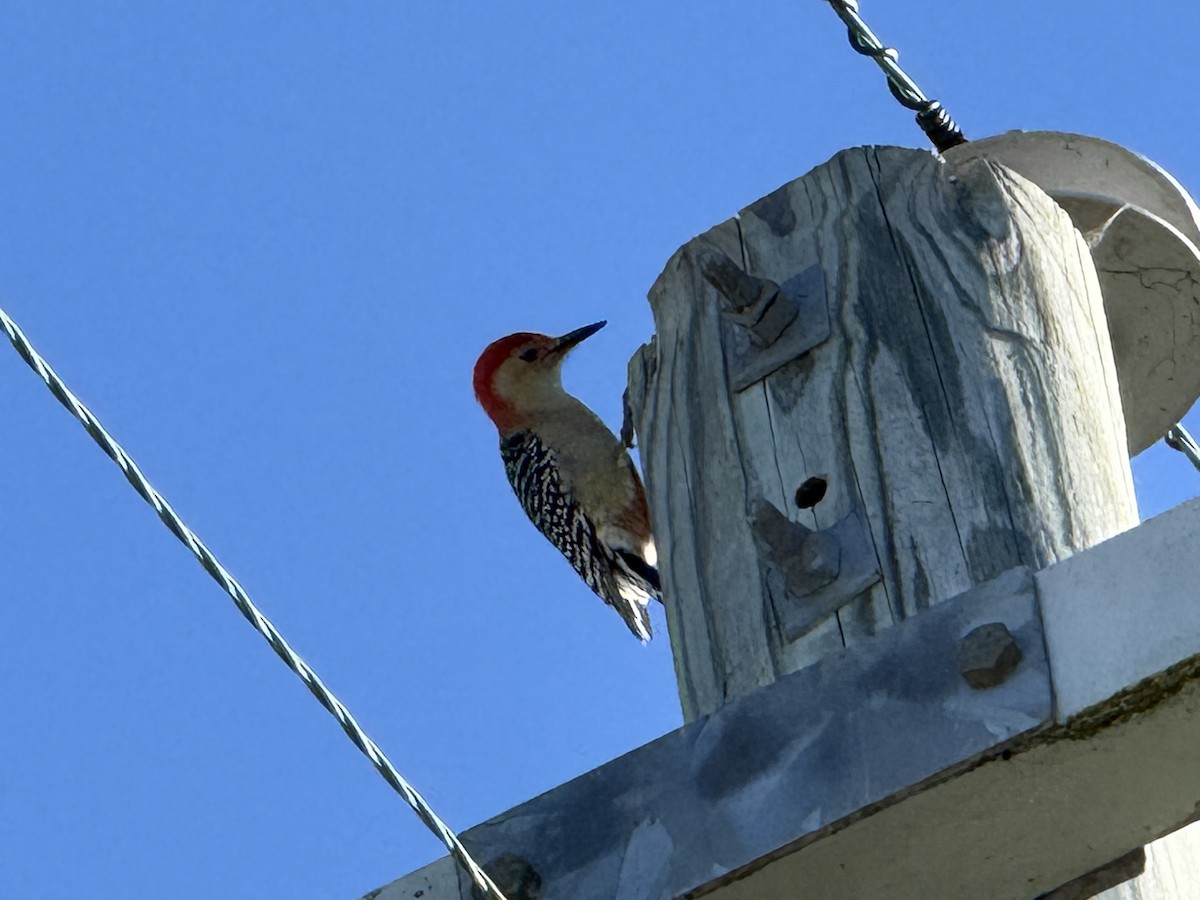 Red-bellied Woodpecker - ML638640651
