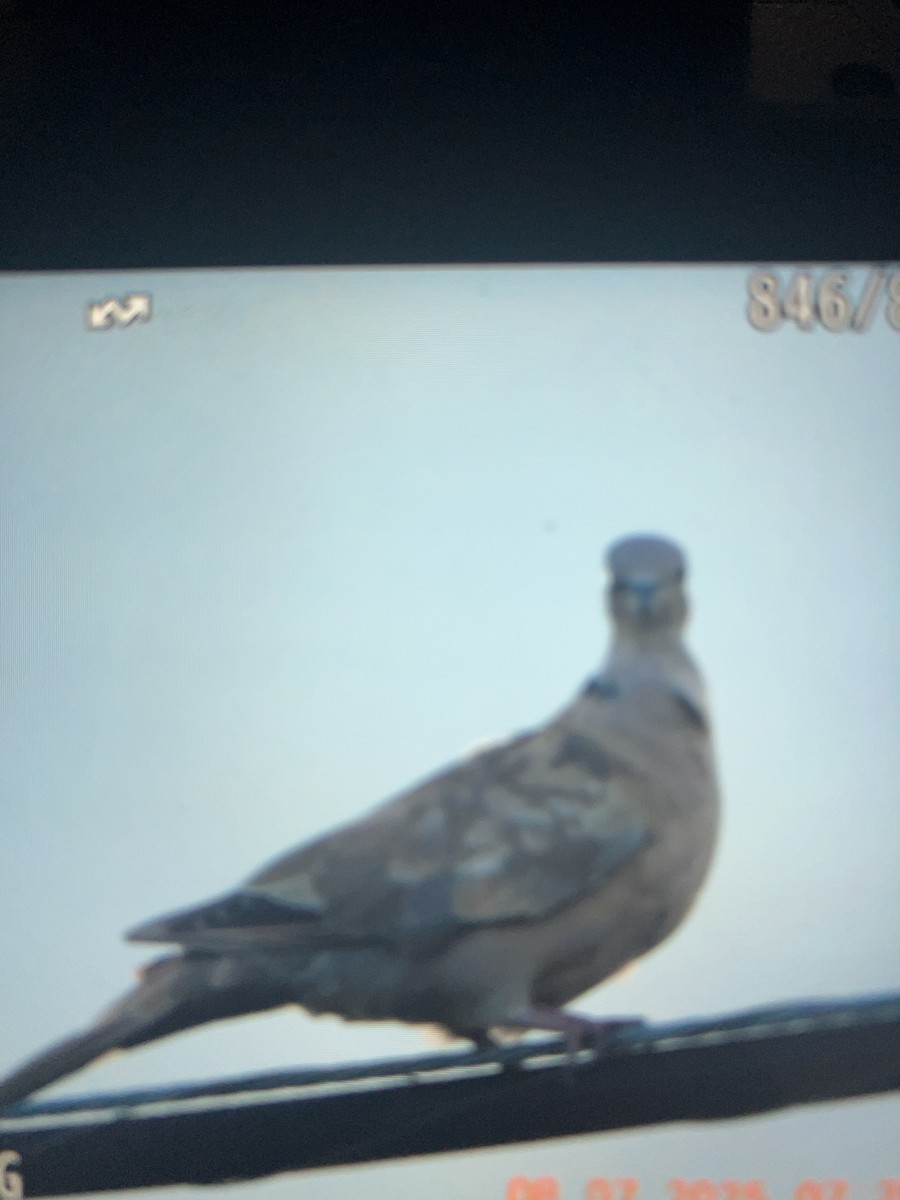 Eurasian Collared-Dove - ML638640657
