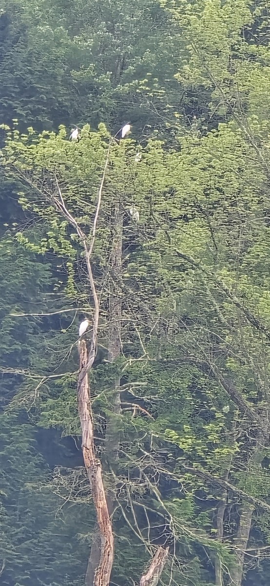 Great Egret - ML638640660