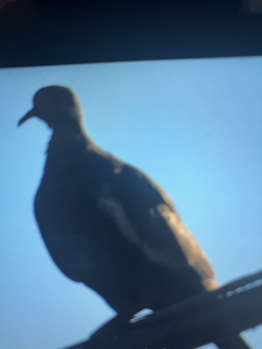 White-winged Dove - ML638640662