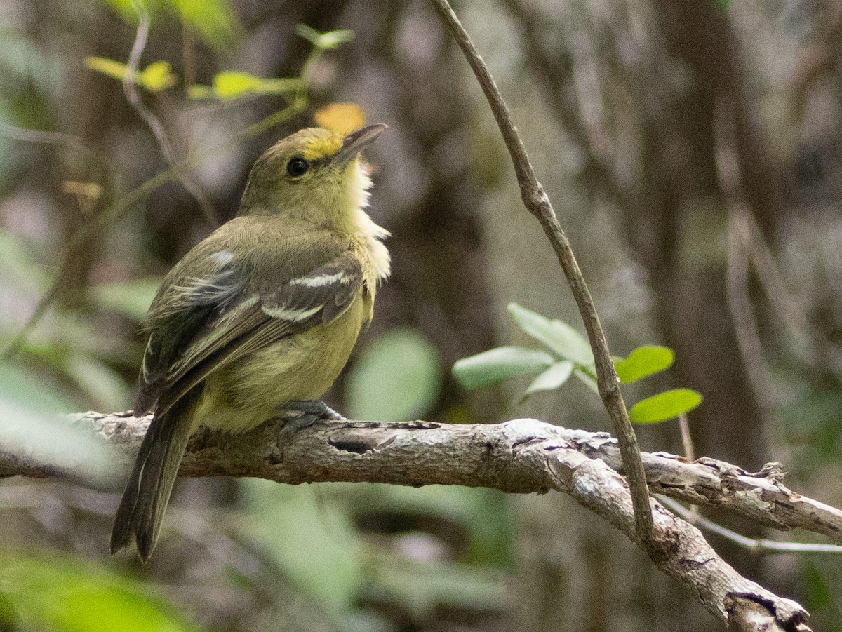 Thick-billed Vireo - ML638640667