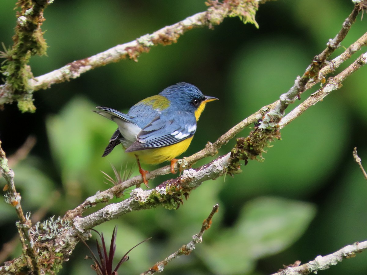 Tropical Parula - ML638640682