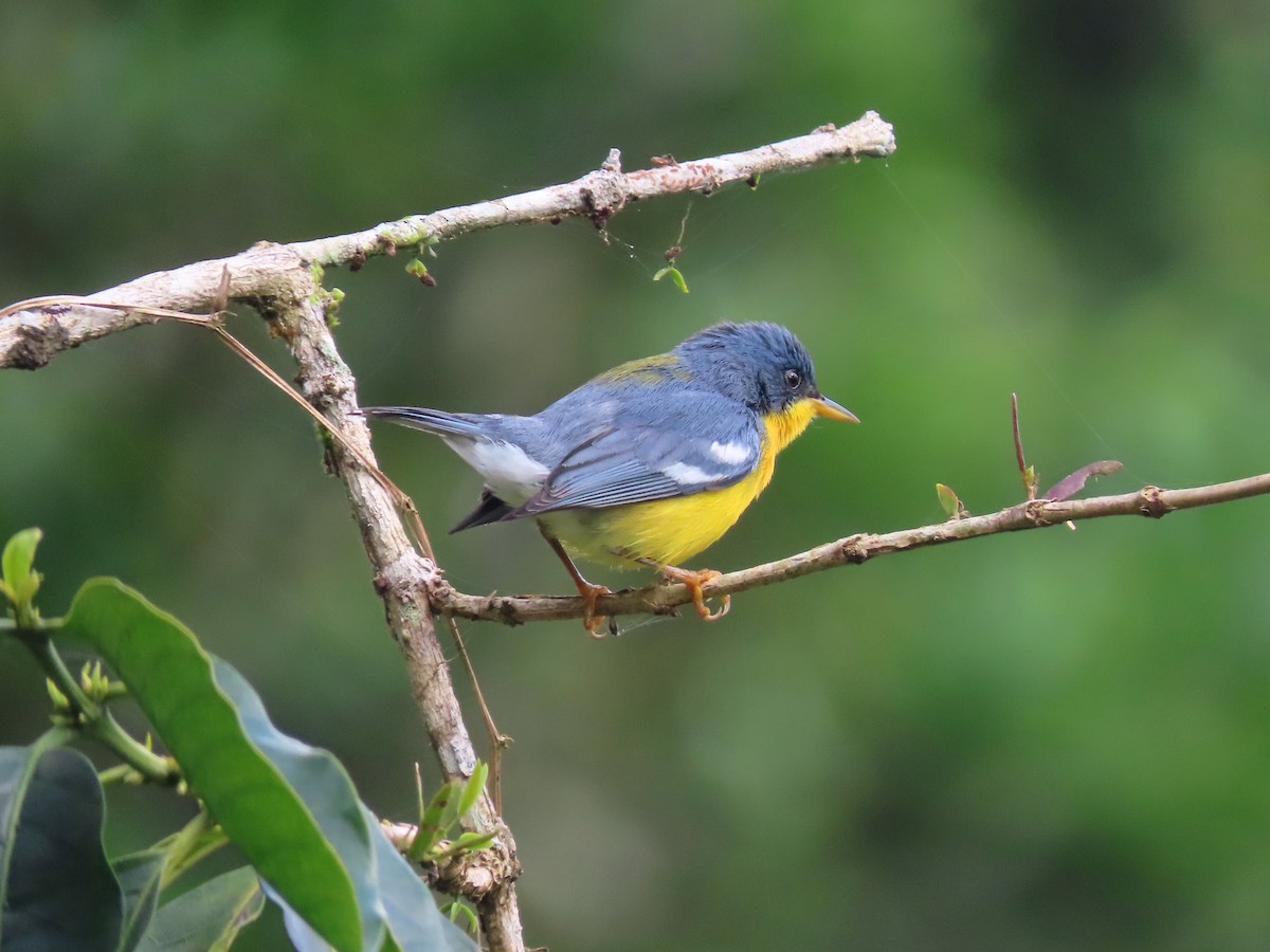 Tropical Parula - ML638640697