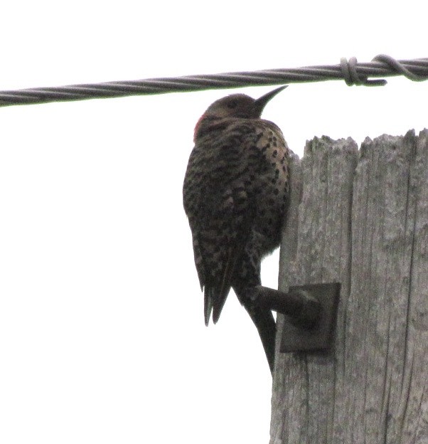 Northern Flicker - ML638640705