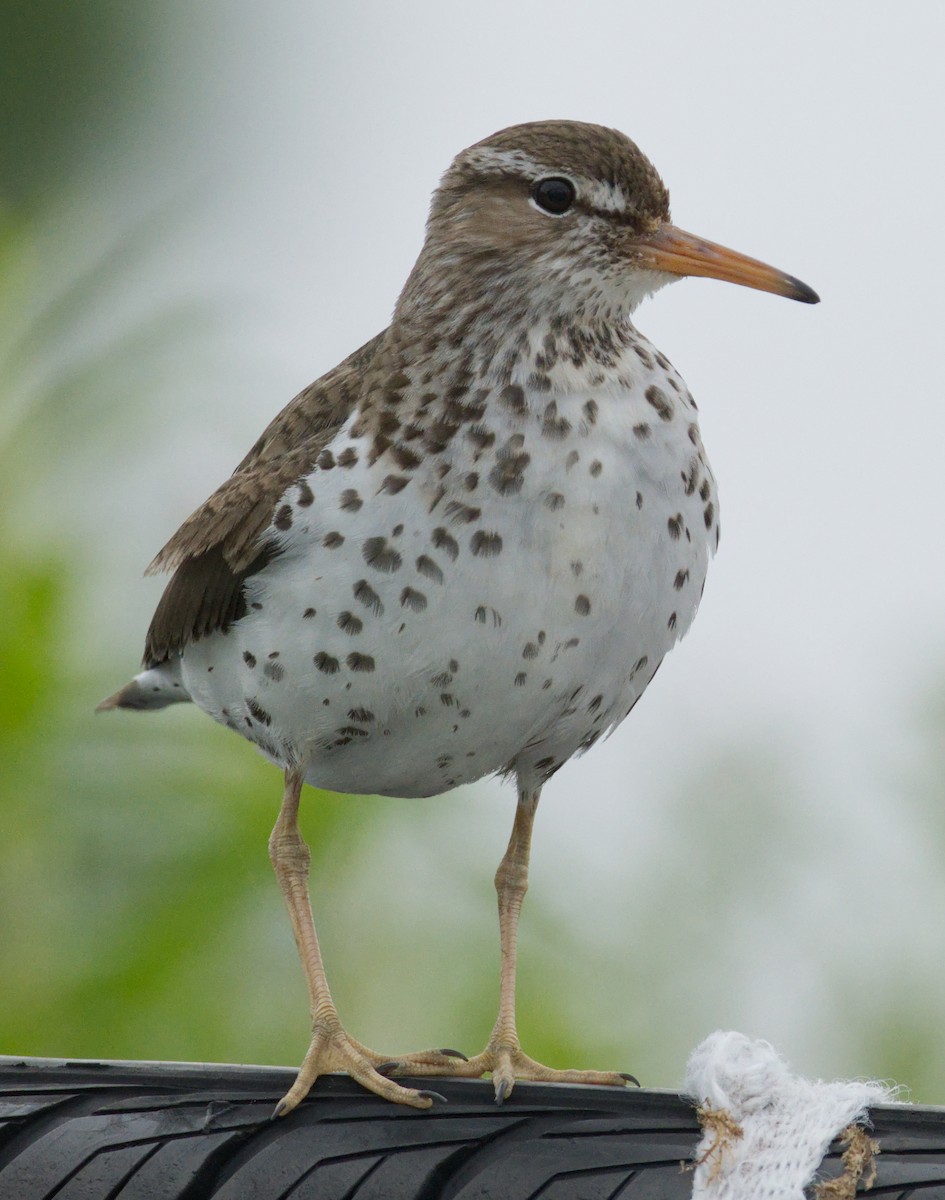 Drosseluferläufer - ML638640708