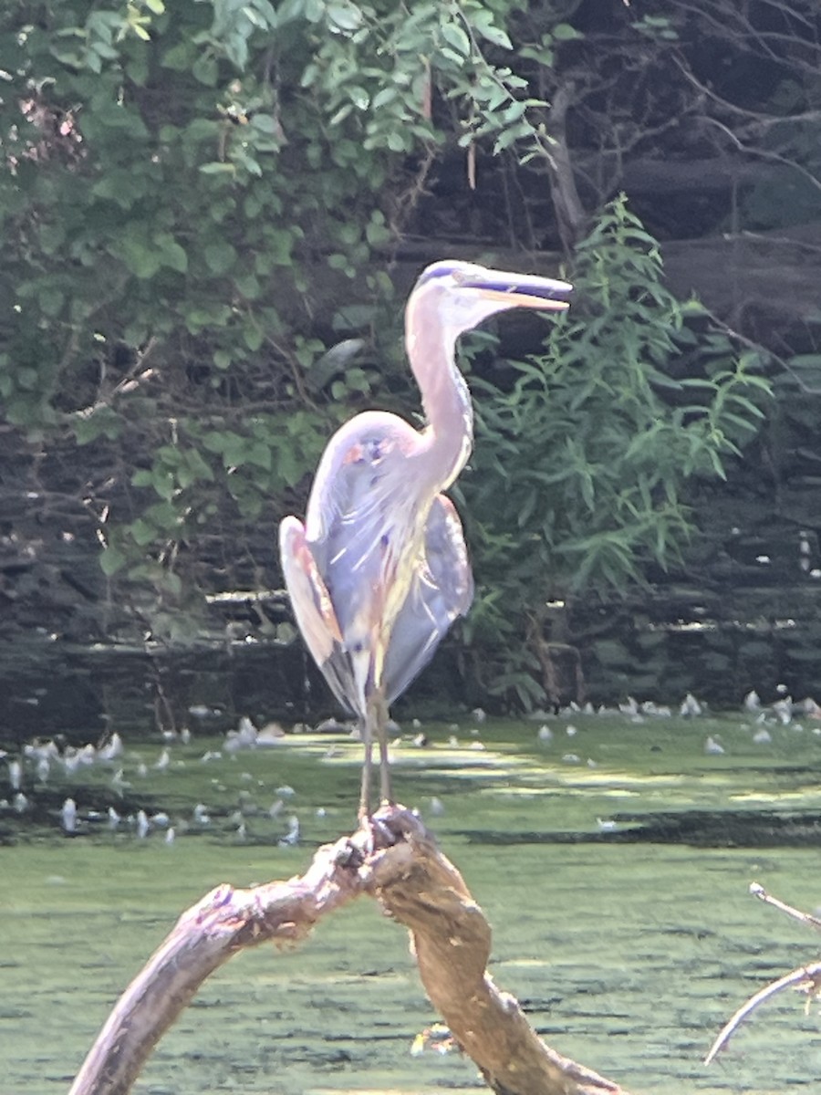Great Blue Heron - ML638640757