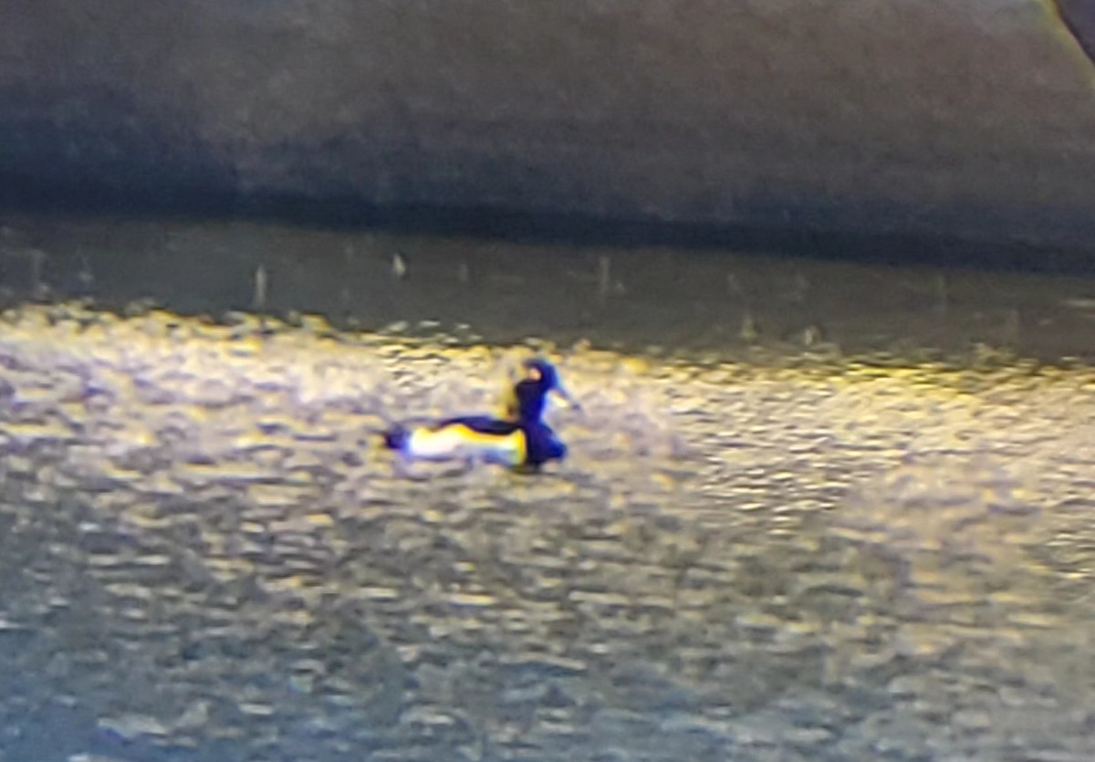 Ring-necked Duck - ML638640785