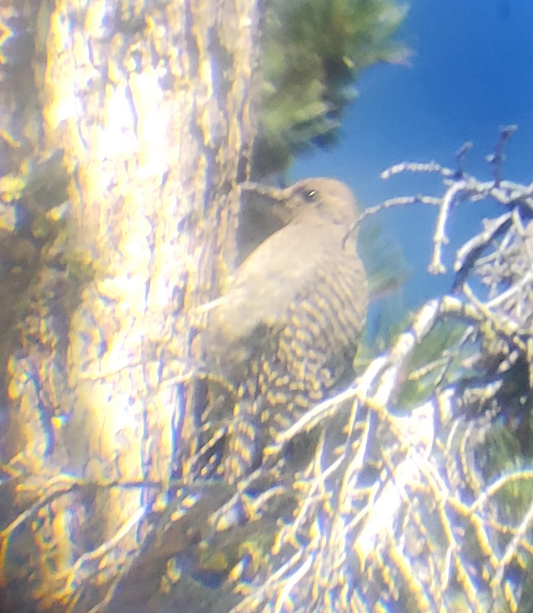 Williamson's Sapsucker - ML638640791