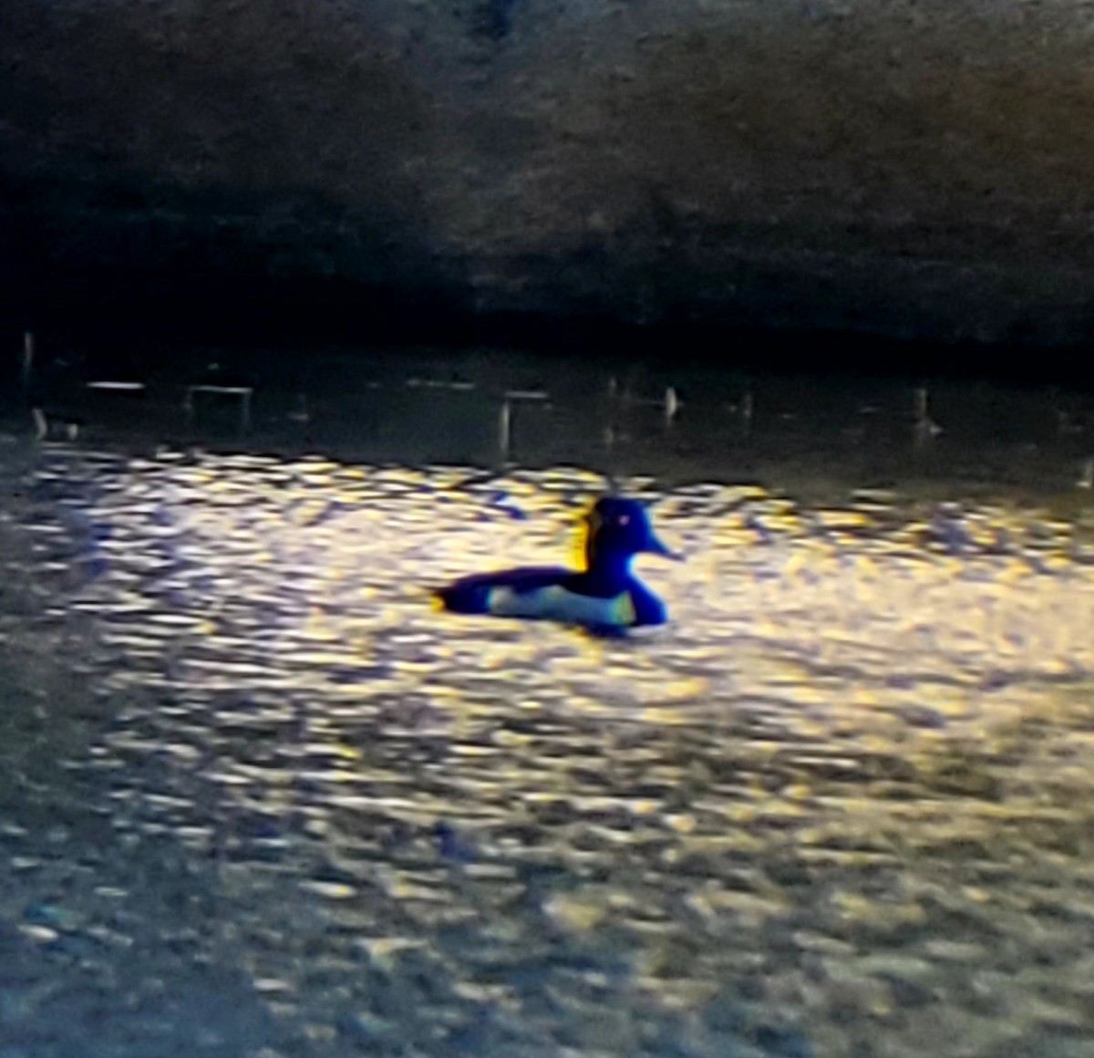 Ring-necked Duck - ML638640797