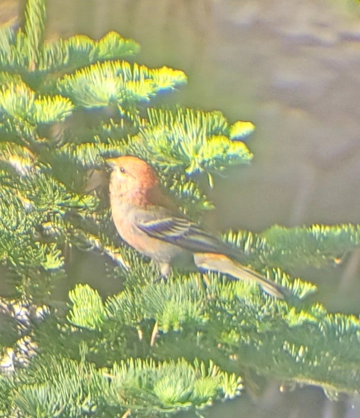 Pine Grosbeak - ML638640808