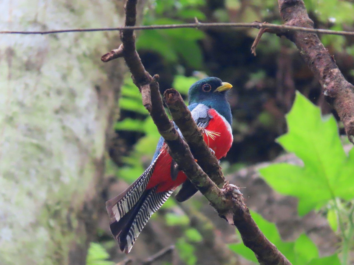 Collared Trogon - ML638640874