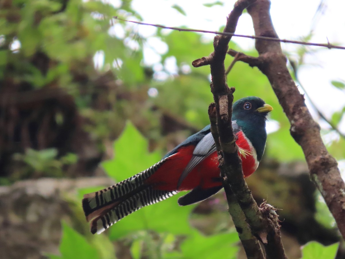 Collared Trogon - ML638640883