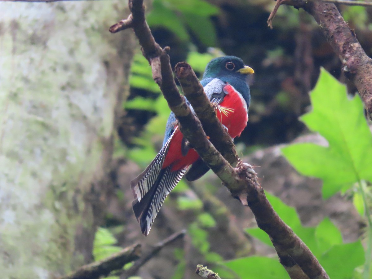 Collared Trogon - ML638640909