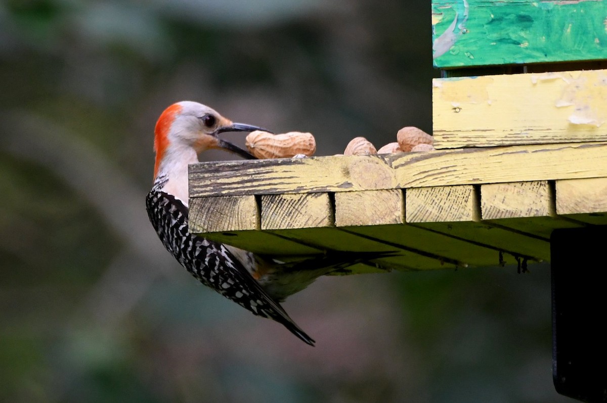 Red-bellied Woodpecker - ML638640910