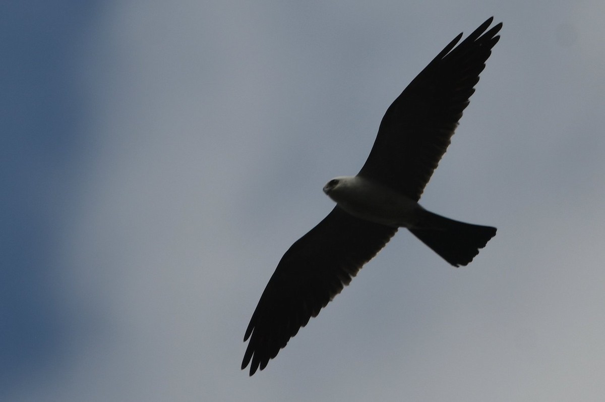 Mississippi Kite - ML638640918