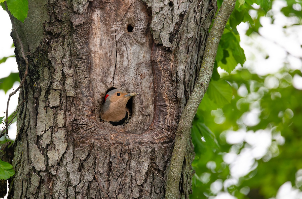 Northern Flicker - ML638640947