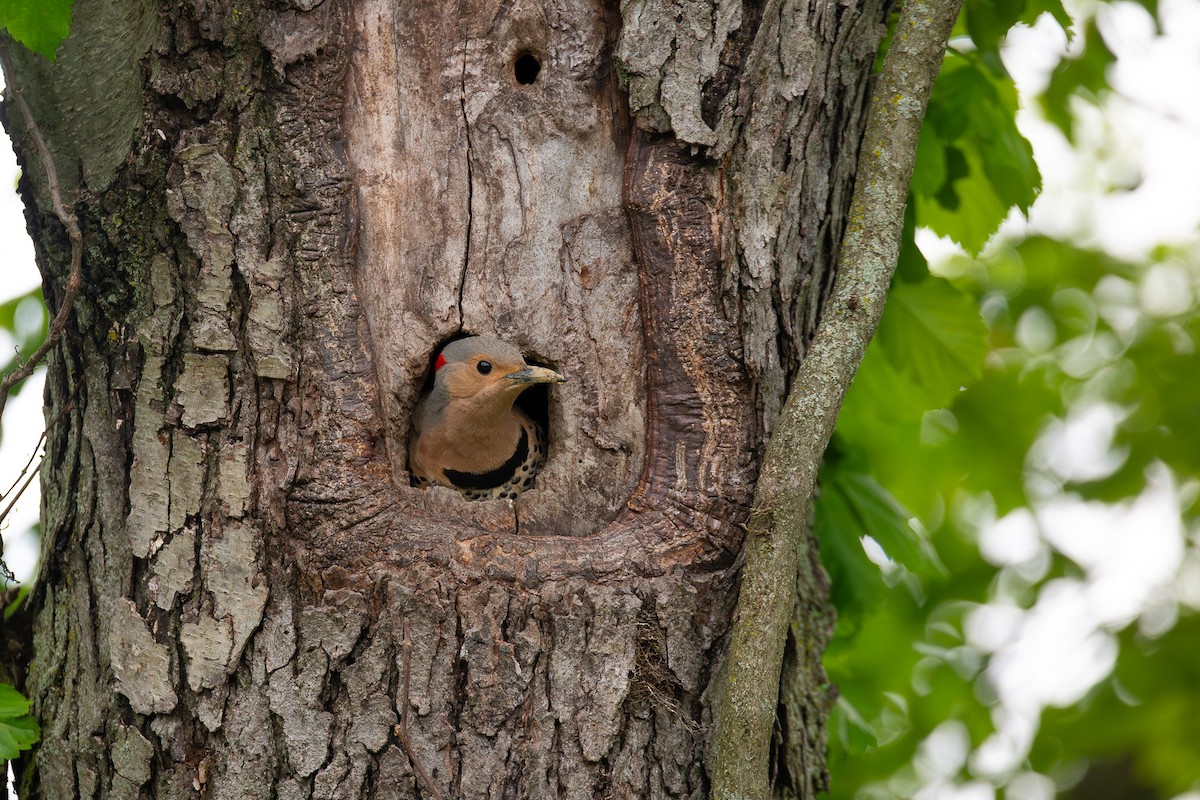 Northern Flicker - ML638640952
