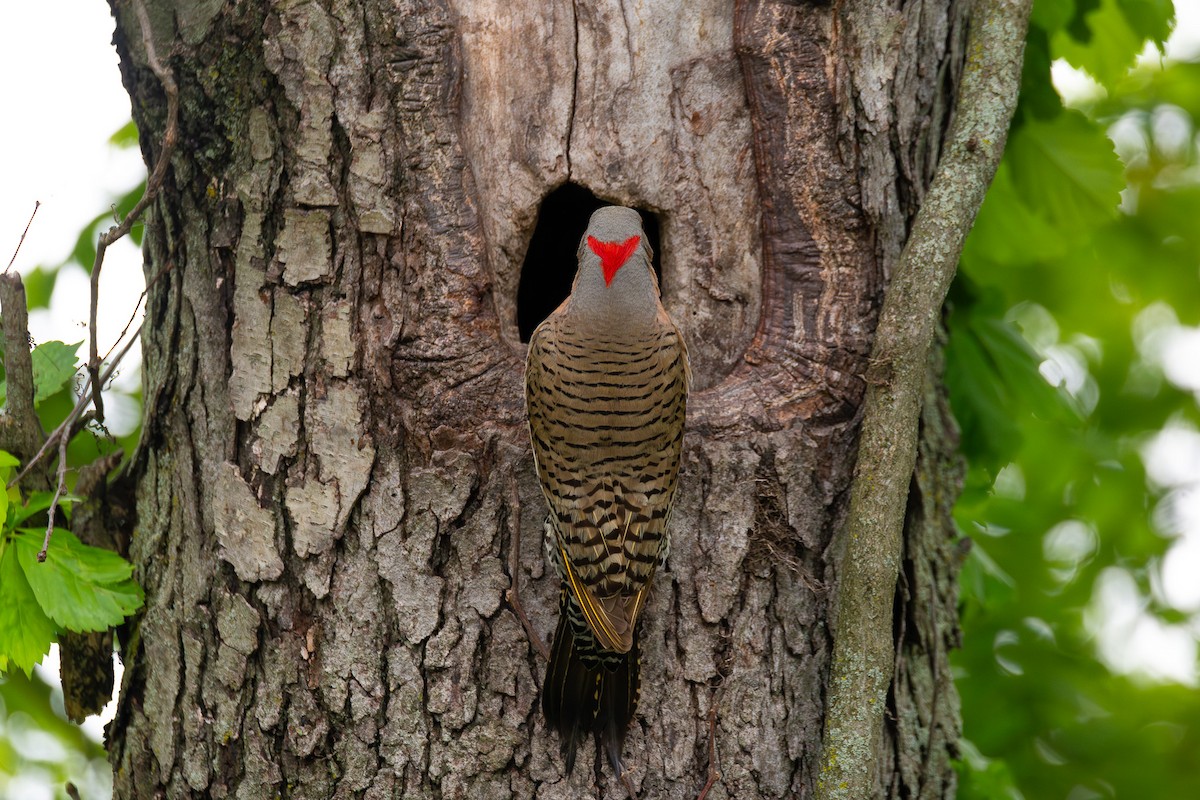 Northern Flicker - ML638640955