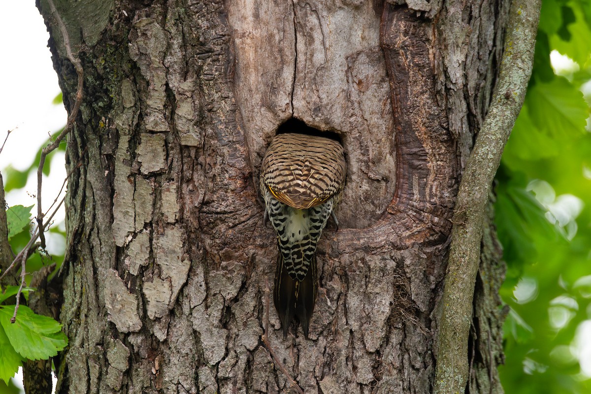 Northern Flicker - ML638640958