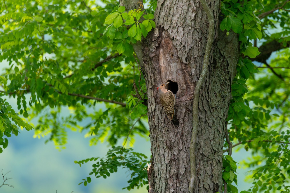 Northern Flicker - ML638640962