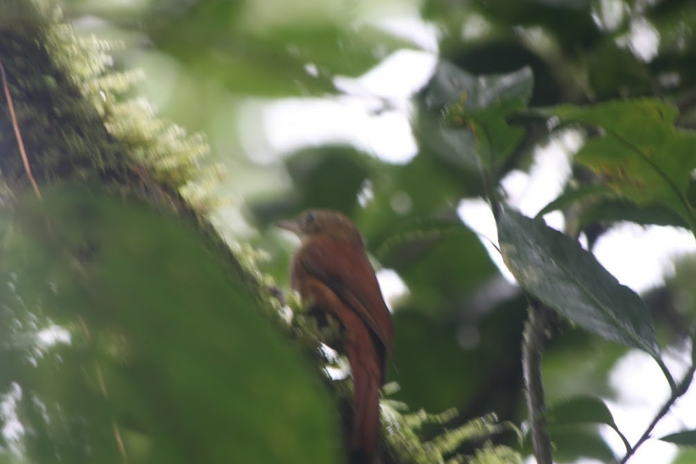 Ruddy Treerunner - ML638640975