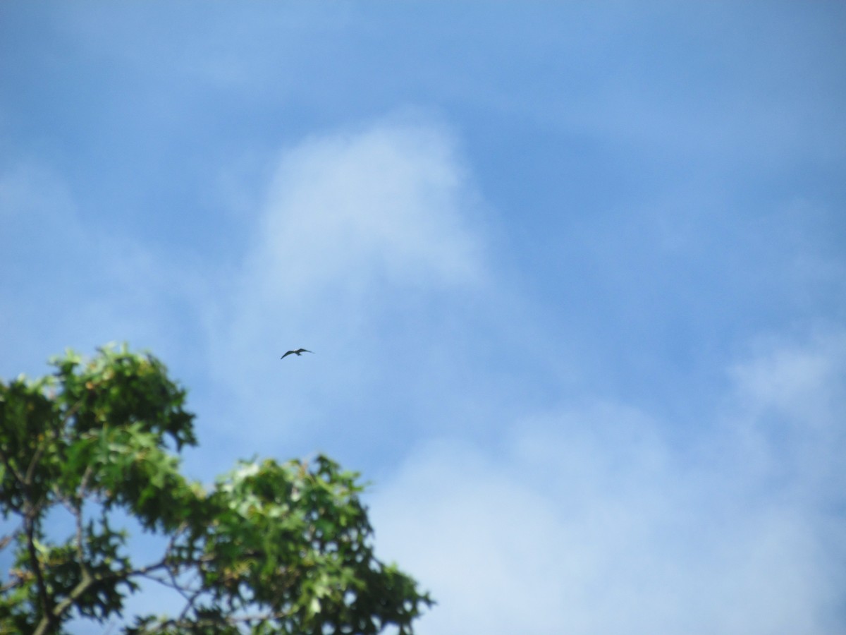 Mississippi Kite - ML638640978