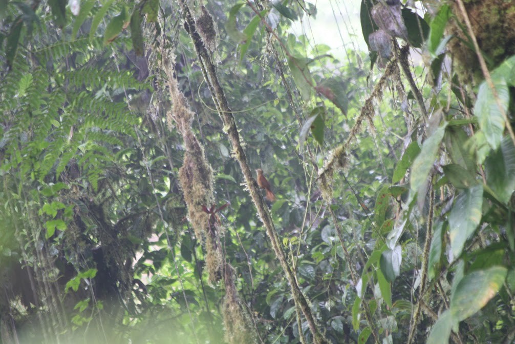 Ruddy Treerunner - ML638640993