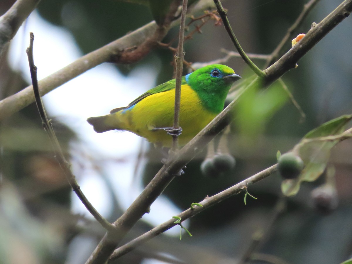 Blue-naped Chlorophonia - ML638640998