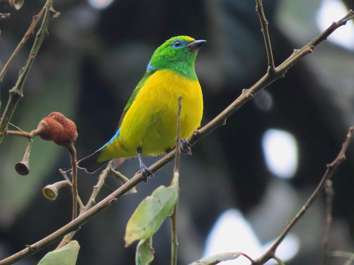 Blue-naped Chlorophonia - ML638641002