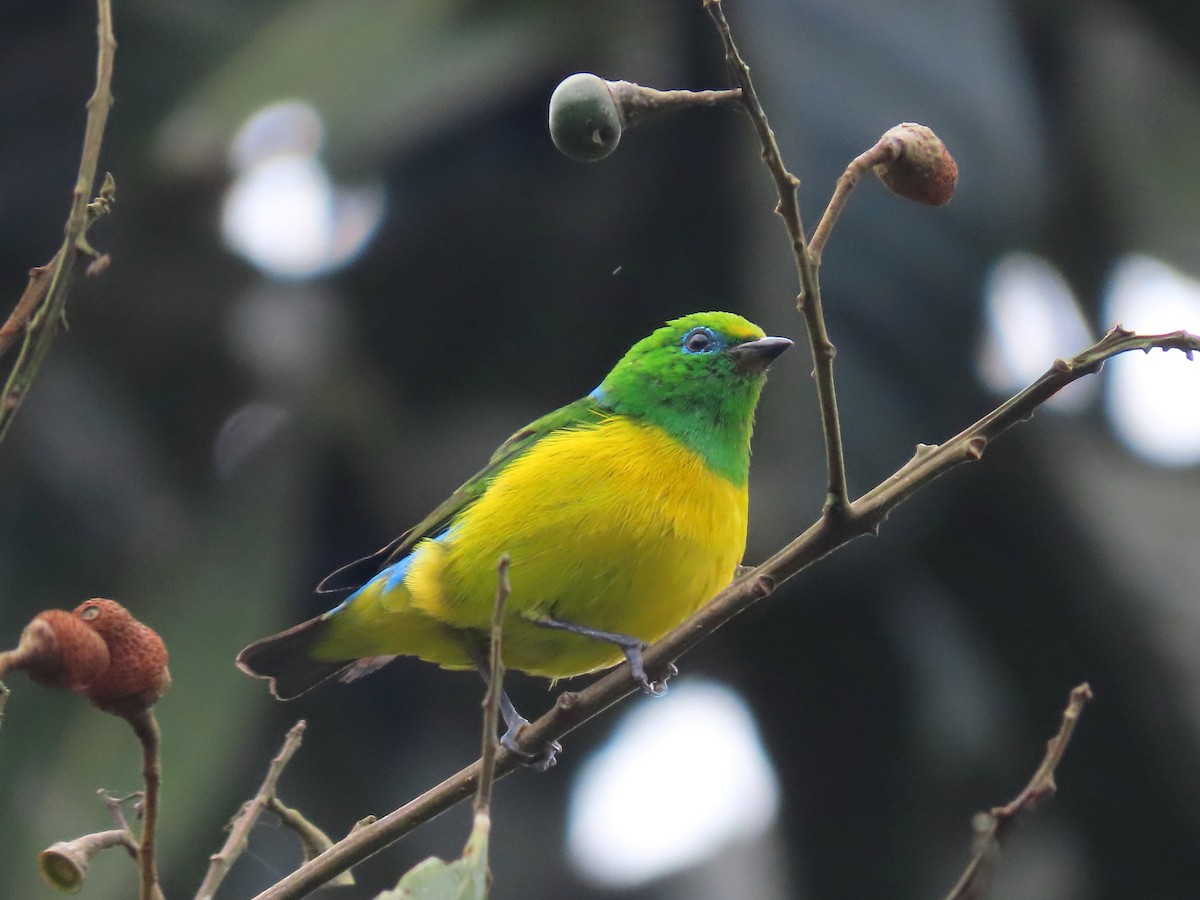 Blue-naped Chlorophonia - ML638641007
