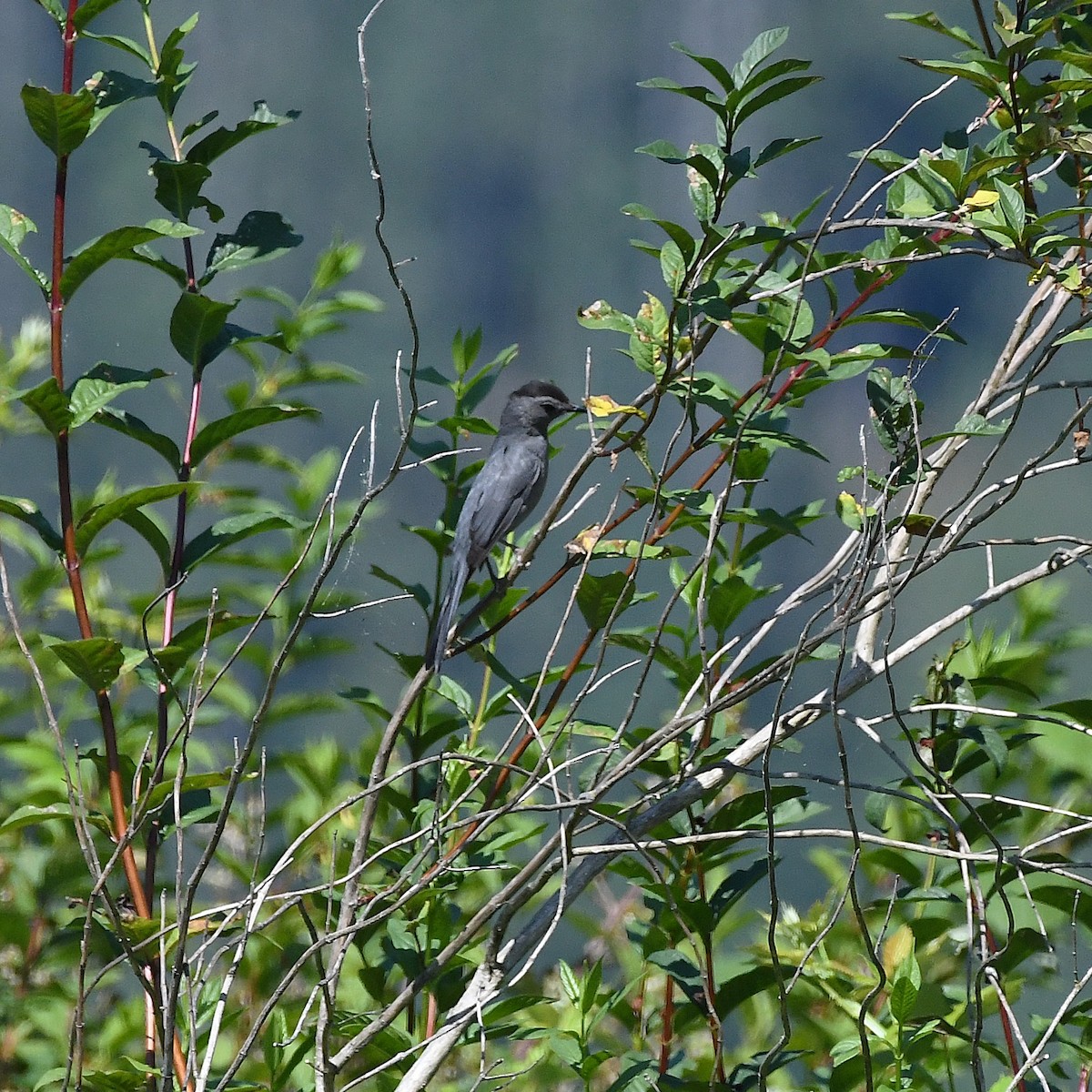 Gray Catbird - ML638641024