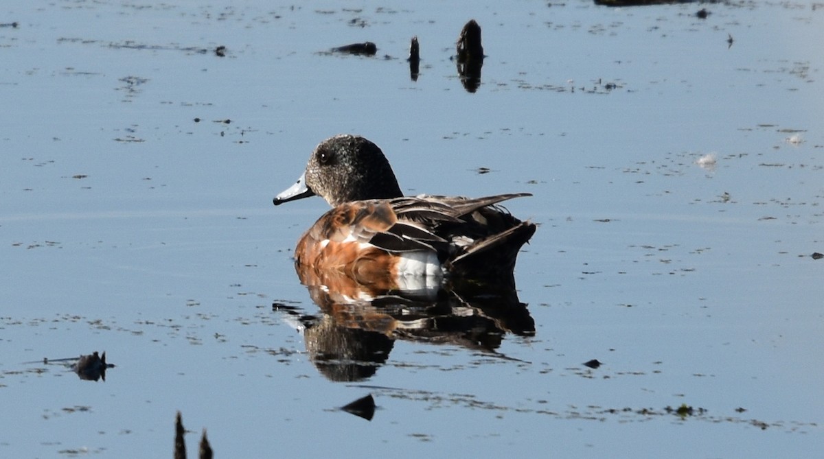 Canard d'Amérique - ML638641036