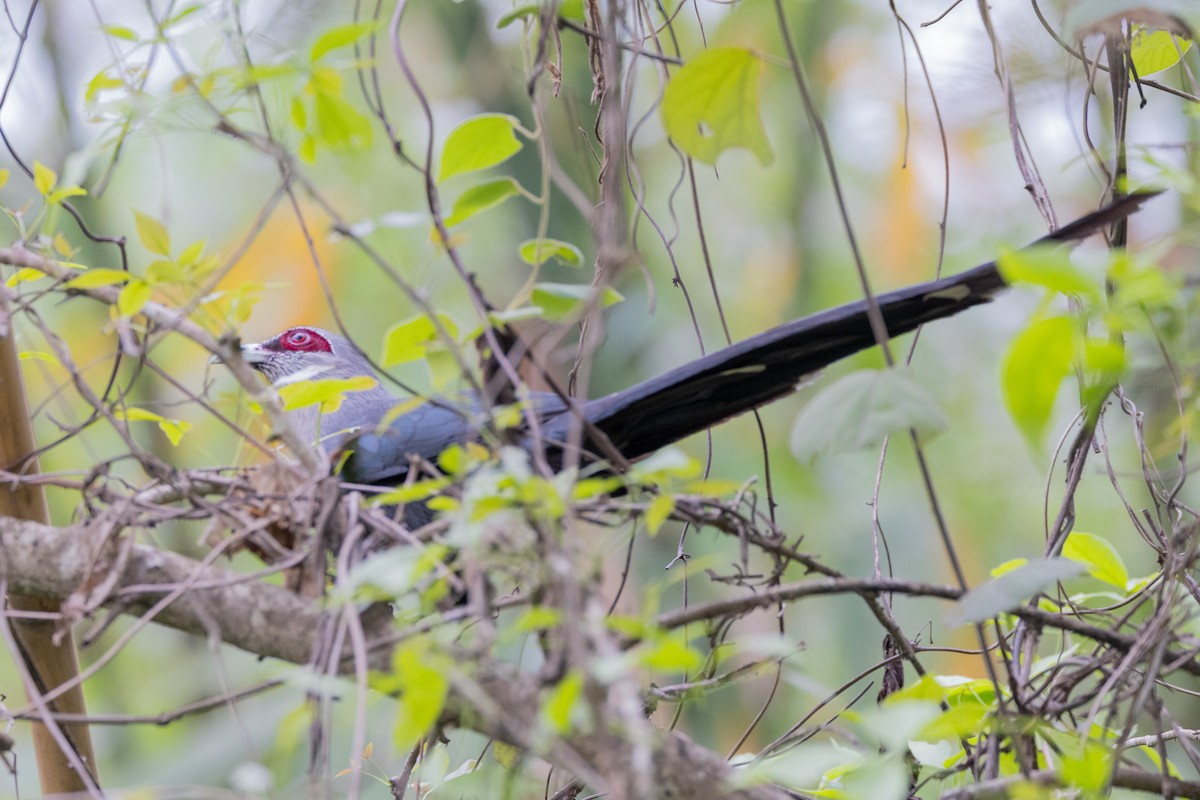 Green-billed Malkoha - ML638641055