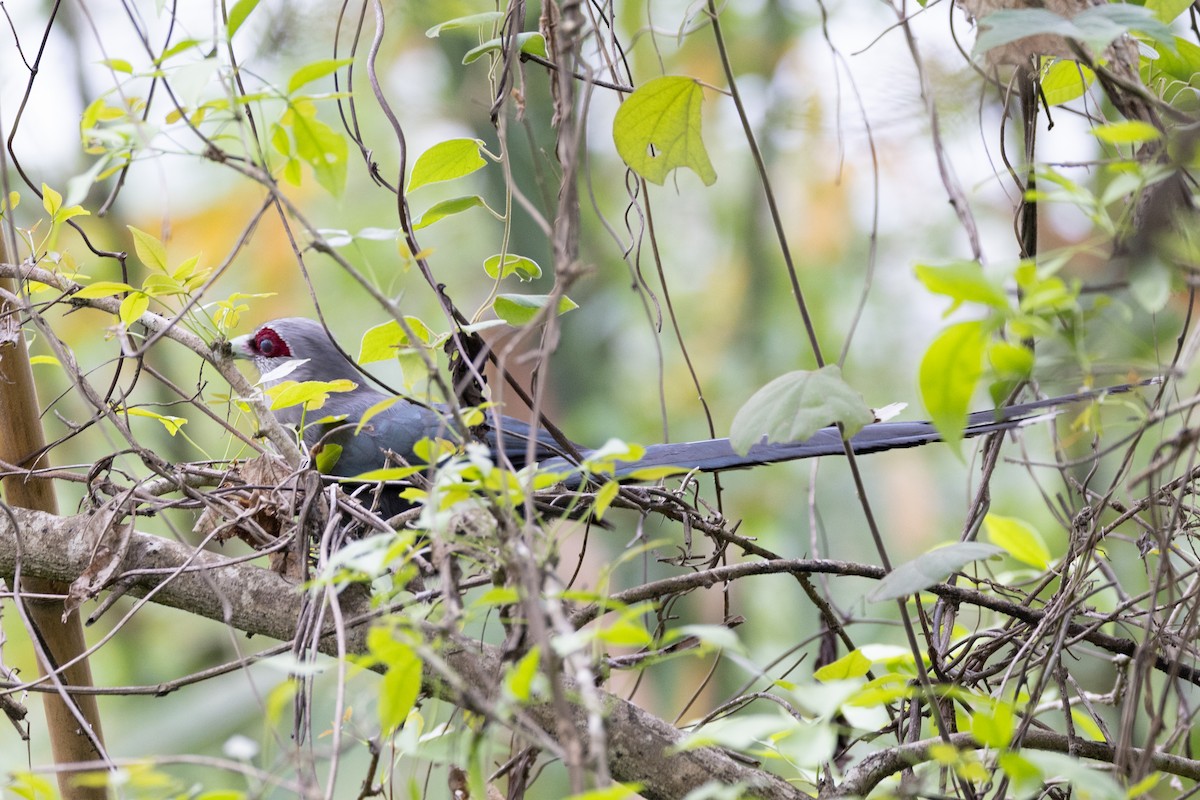 Green-billed Malkoha - ML638641056