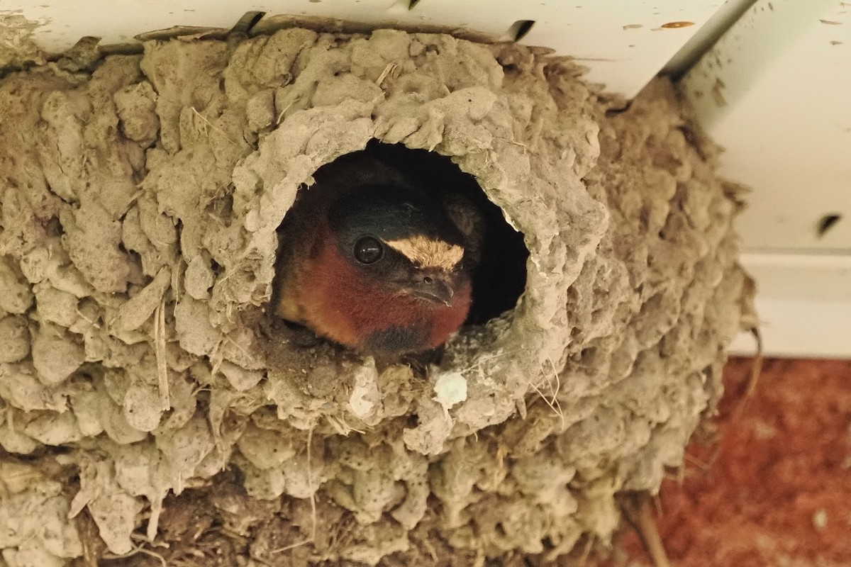 Cliff Swallow - ML638641063