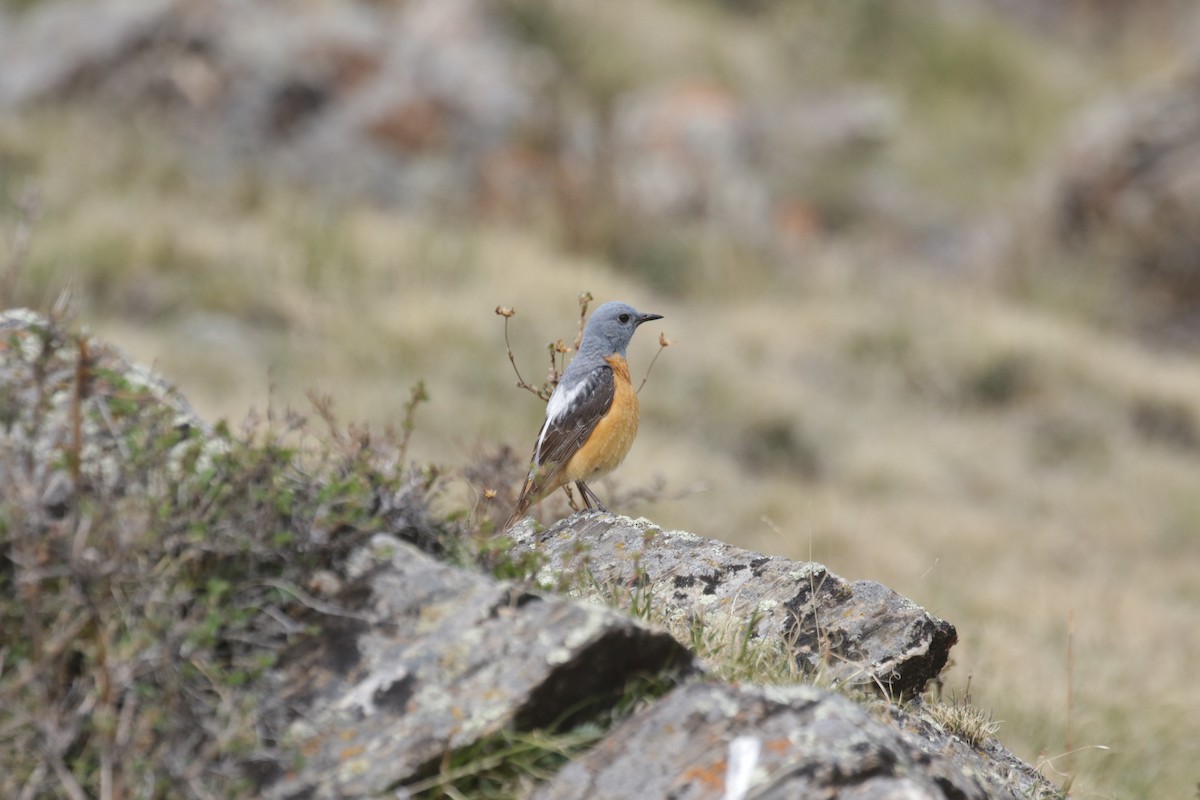 Rufous-tailed Rock-Thrush - ML638641065