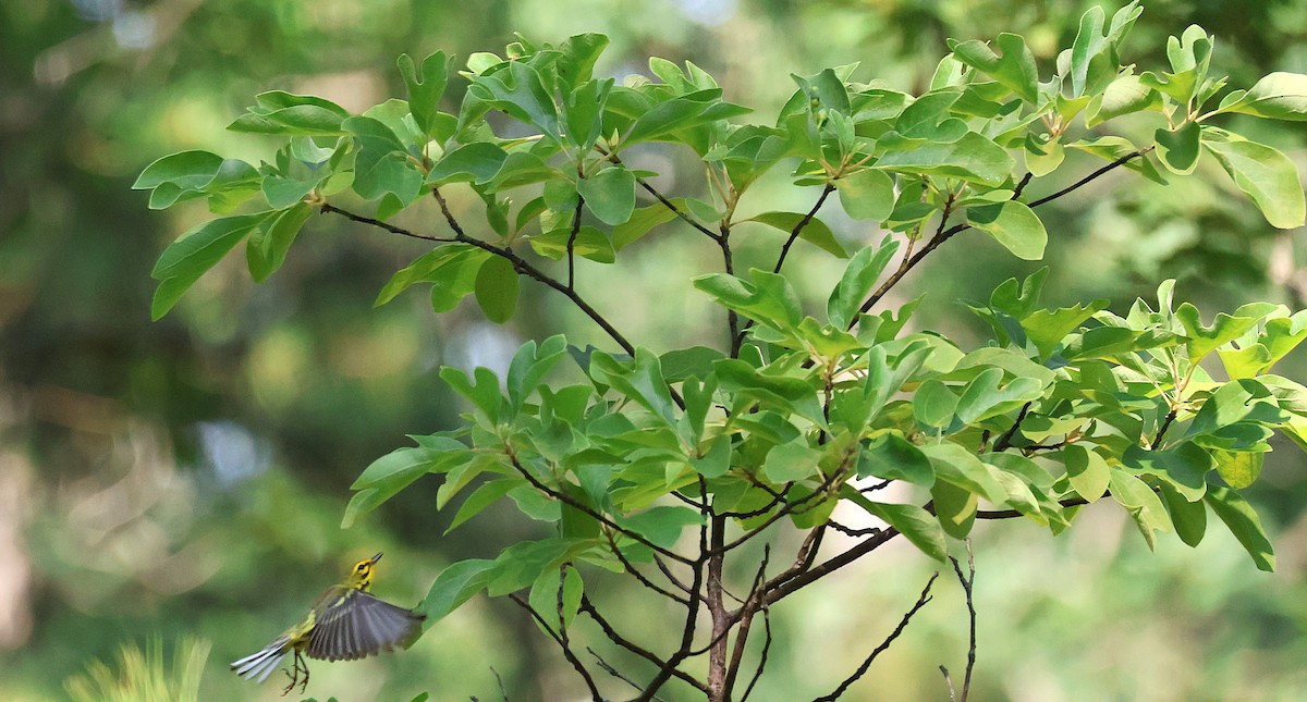 Prairie Warbler - ML638641075