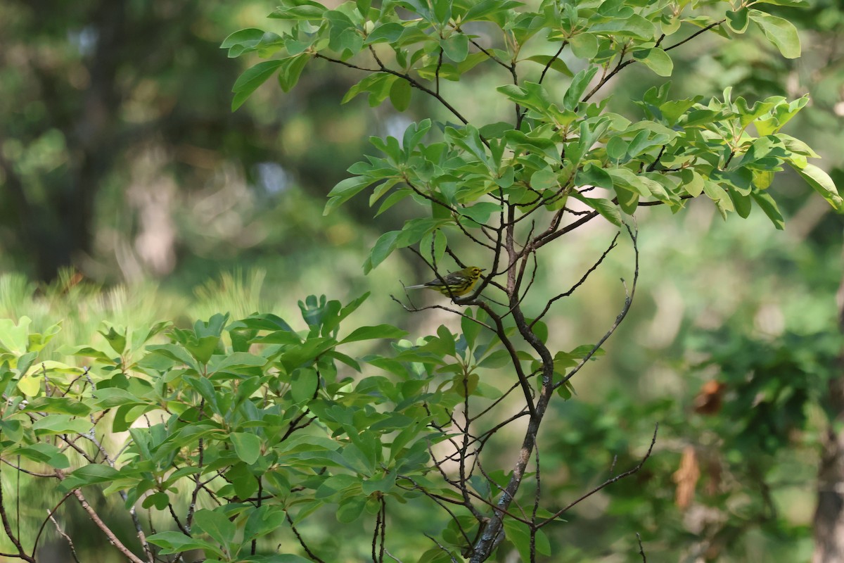 Prairie Warbler - ML638641076