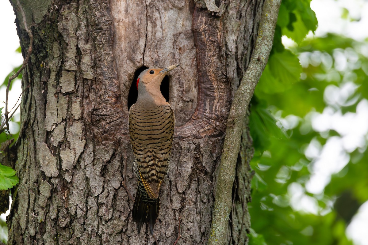 Northern Flicker - ML638641077
